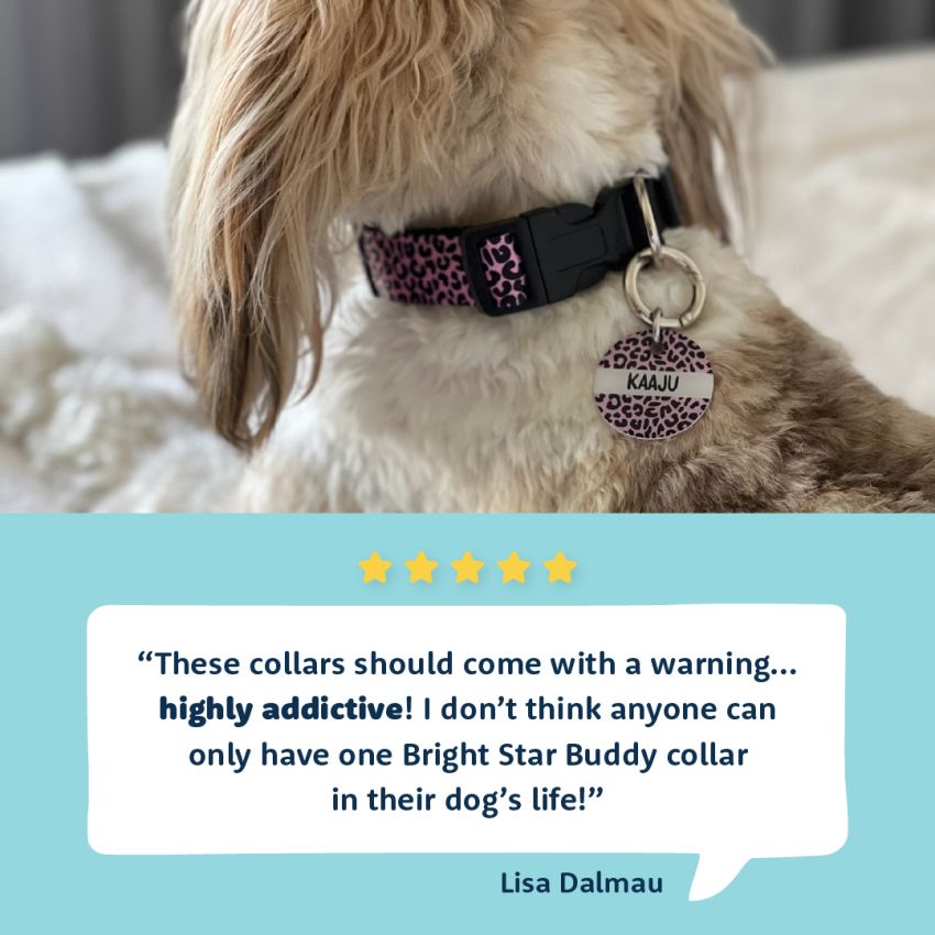 Patterned Dog Collars product preview image