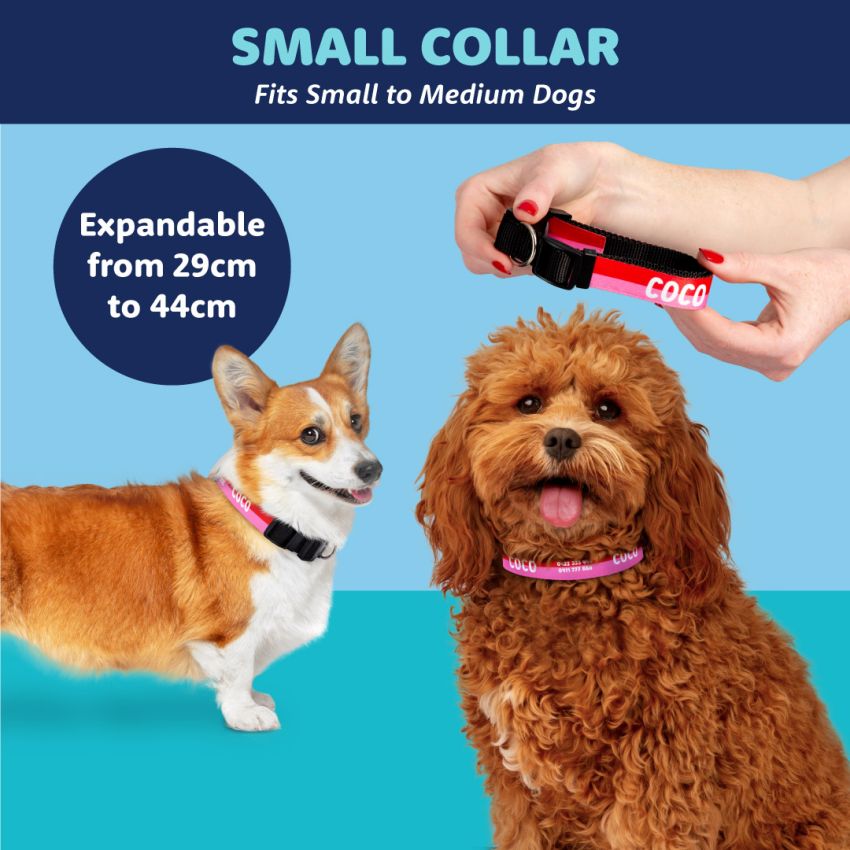 Personalised Dog Collars product preview image