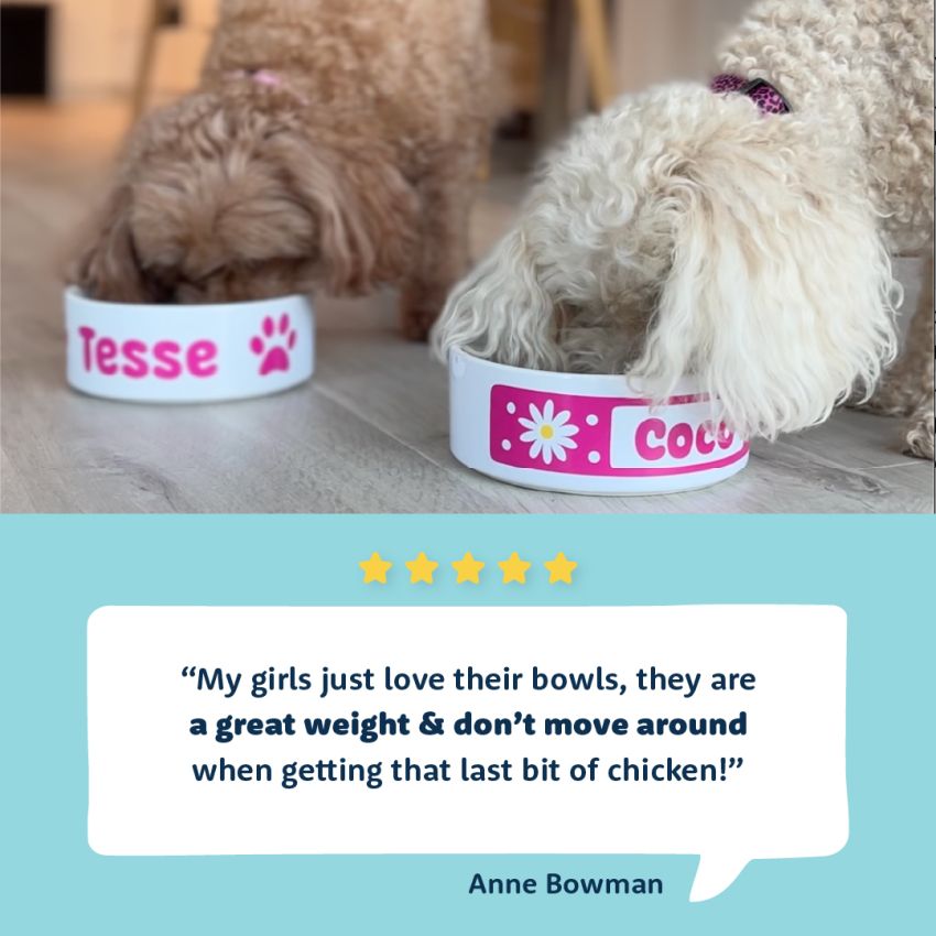 Premium Ceramic Dog Bowls product preview image