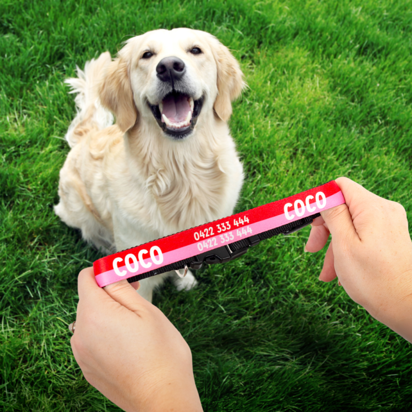 Personalised Dog Collars gallery image №3