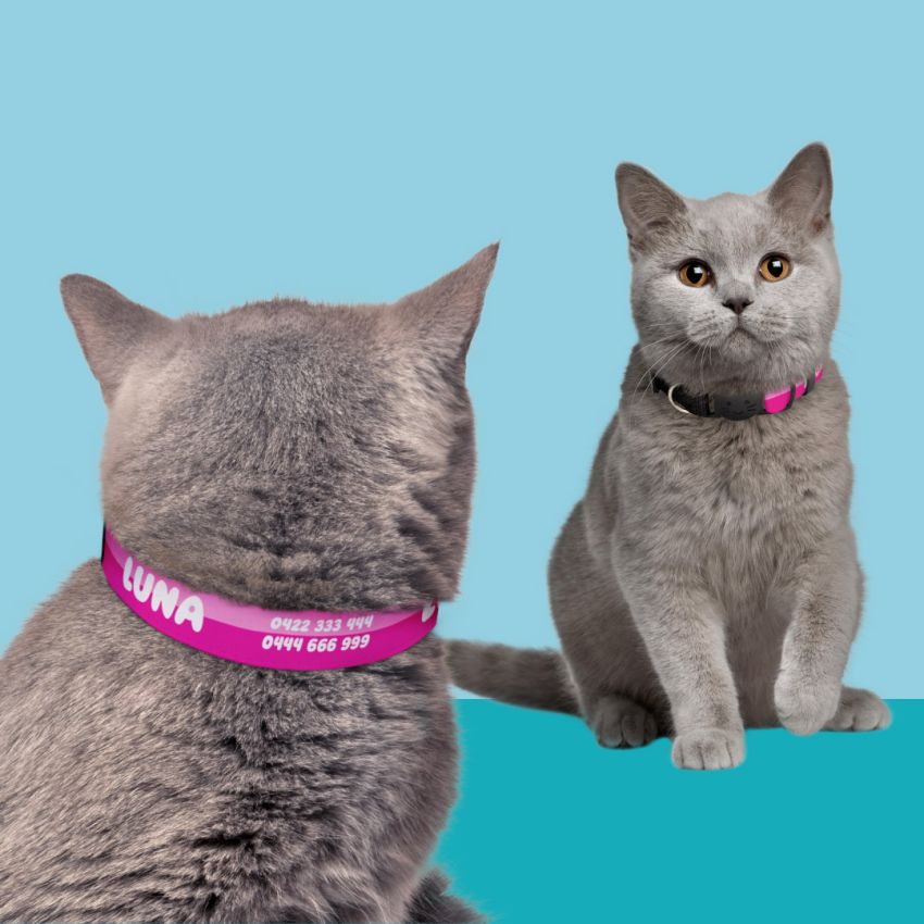 Personalised Cat Collar product preview image