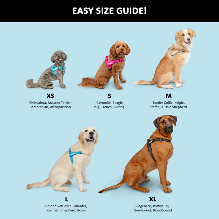 No Pull Dog Harness gallery image №4